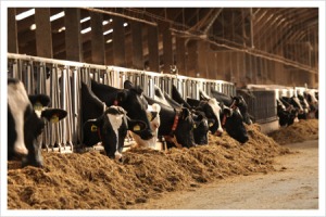 De koeien in de stal (foto: deneelder)