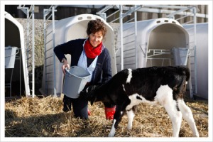 Jamomine geeft de kalfjes melk van hun eigen moeder te drinken (foto: deneelder.nl)