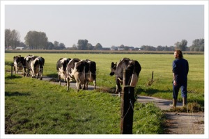 De koeien kunnen lekker naar buiten als ze dat willen (foto: deneelder.nl)