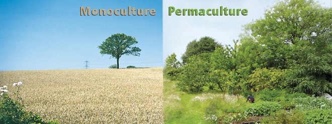 permaculture2