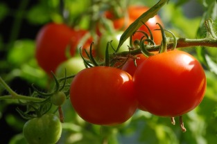 tomato-gba305a814_1920